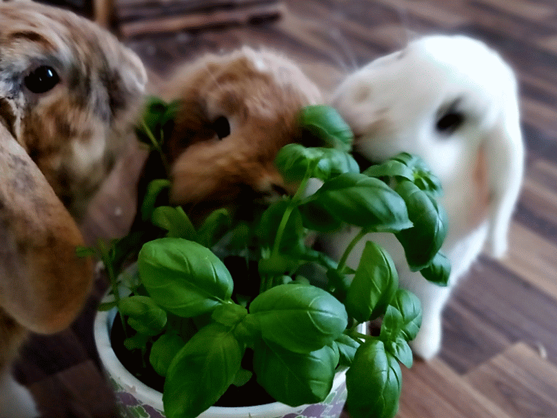 IMG_20180120094003_Bokeh-ANIMATION